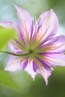 Clematis Translucent