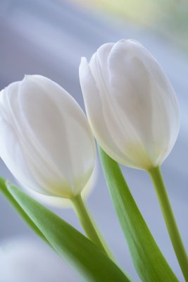 Twin Tulips