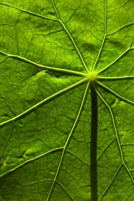 Translucent Nasturtium Leaf