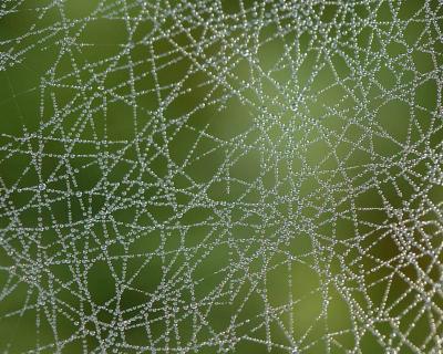 Dew Web