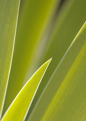 Iris Leaf Abstracts
