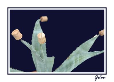 Fleurs de cactus !