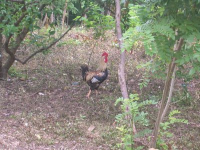 proud rooster looked on.