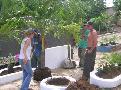 planting the palms