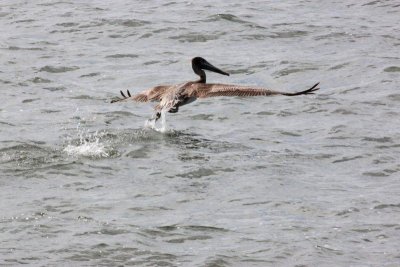 Topolobampo Bay harbor cruise - pelican
