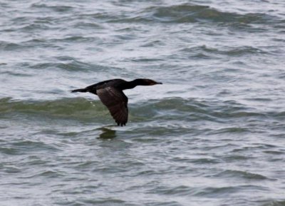 Cormorant skimming the waves