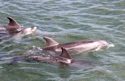 Dolphins came out to play