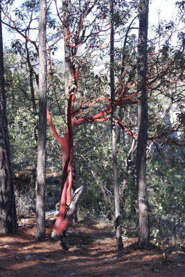 Madron tree on the canyon rim