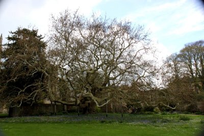 A tree on the grounds