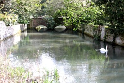 Swan on an idyllic river