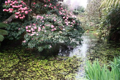 Rhododendrons above a pond