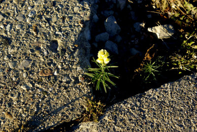 Sidewalk Flower