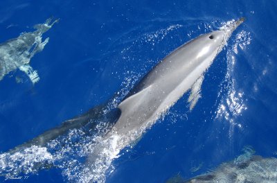 spinner dolphins at snorkeling boat