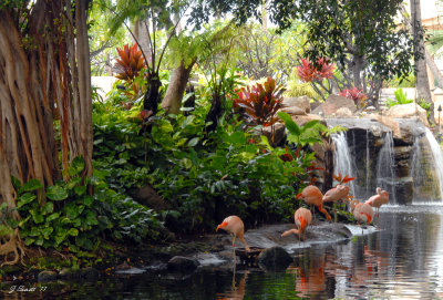 more beautiful hotel with the African Birds