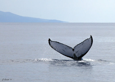 Whale tail...