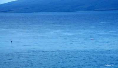 Paddler on left, whale on right. View from room.
