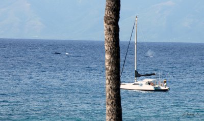 Whale watching from the pool