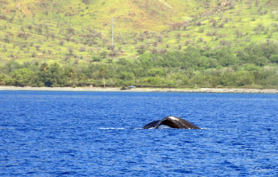 Awesome humpback whales in area for breeding or giving birth. They soon will return to Alaska for feeding.