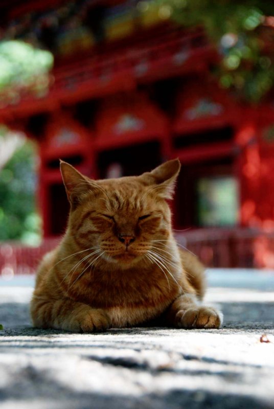 Temple Cat