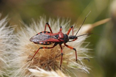 Rhiocoris iracundus