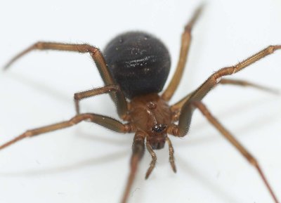 Steatoda grossa