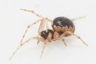 Sardinidion blackwalli