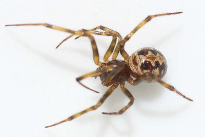 Steatoda triangulosa (f)