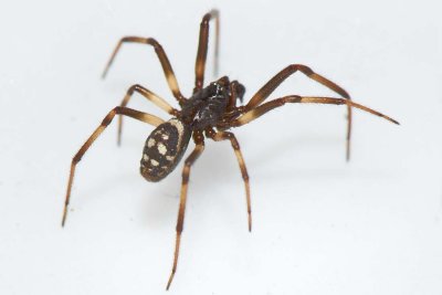 Steatoda albomaculata (m)