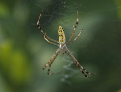 Argiope bruennichi