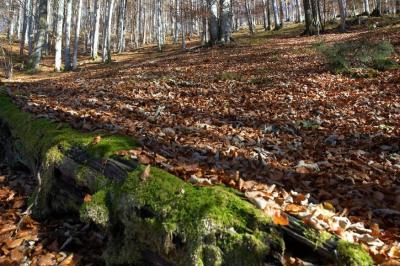 DSC_8684.jpg
