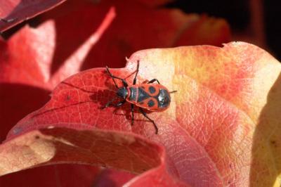 Pyrrhocoris apterus