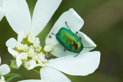 Cryotocephalus sericeus