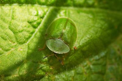 Cassida viridis