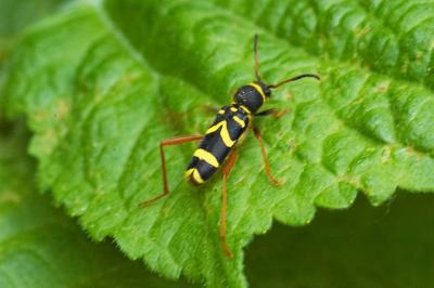 Clytus arietis