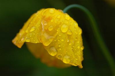 Rainy Poppy
