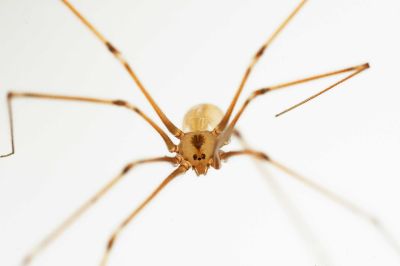 Phlocus phalangioides