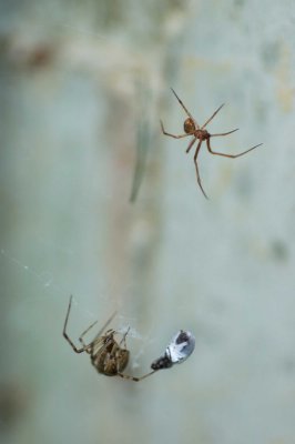 Parasteatoda tepidariorum (m & f)