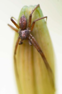 Philodromus sp.