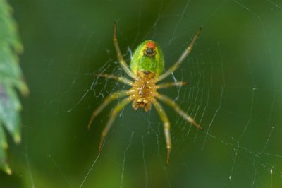 Araniella cucurbitina