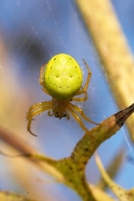 Araniella cucurbitina