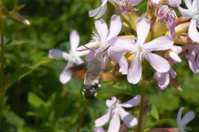 Macroglossum stellatarum