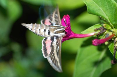 Sphinx ligustri