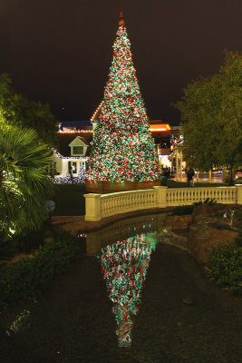 Town Square Tree