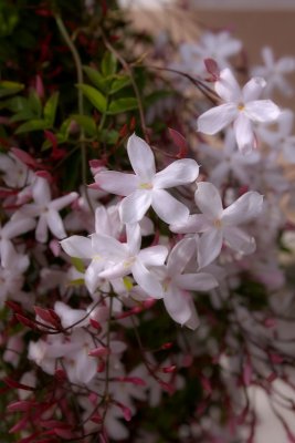 Chinese Jasmine