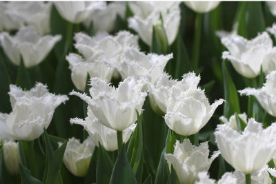 Frilly White Tulips