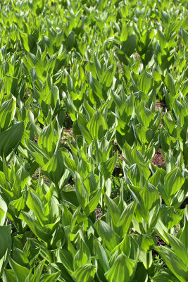 Mule's Ear Plants