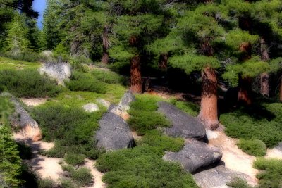 Ponderosa Pine Trees