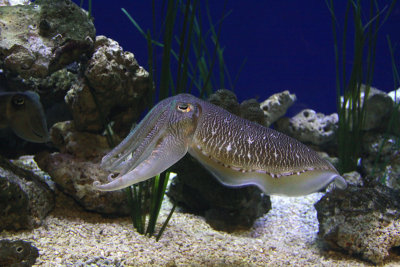 Cuttlefish