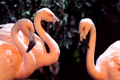 A Trio of Flamingos