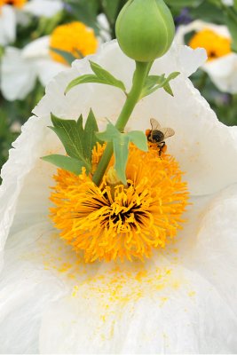 The Bee and the Poppy